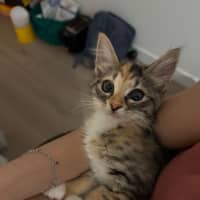 Photo of Jalapeno & Mozzarella