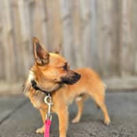 Photo of Benji