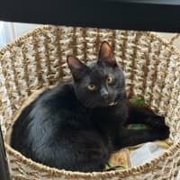 Photo of Spencer *9 Lives Project Rescue*