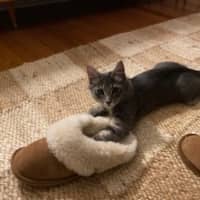 Photo of Buddy