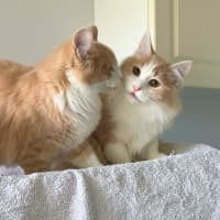 Photo of Tommy & Jerry