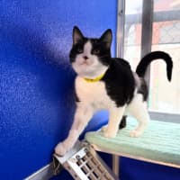 Photo of Cadbury