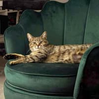 Photo of 12668   Willow