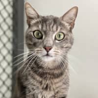 Photo of Cream Cheese