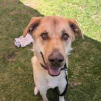 Photo of Gypsy