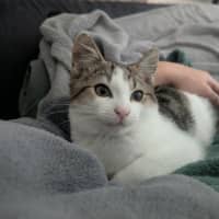 Photo of Sebestian