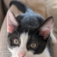 Photo of Chippie