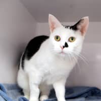 Photo of Millie Sua014025