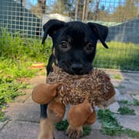 Photo of Onyx   12 Week Old Staffy X