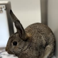 Photo of Coffee Bean