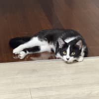 Photo of Apollo