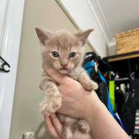 Photo of Trinket