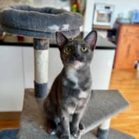 Photo of Indigo
