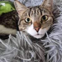 Photo of Bean
