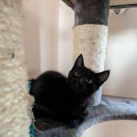 Photo of Apollo