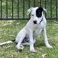 Photo of Teddy   5 Month Old Bull Arab X 