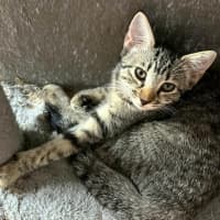 Photo of Smudge