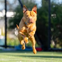 Photo of Theo Imp 690