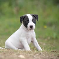 Photo of Loki