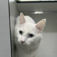 Photo of Ghostie