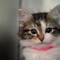 Photo of Zoe
