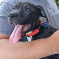 Photo of Loki   8 Week Old Staffy X (On Trial)