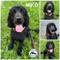 Photo of Miko 