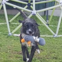 Photo of Sooty   18 Month Old Wolfhound X