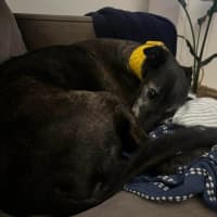 Photo of Danny, The Greyhound 