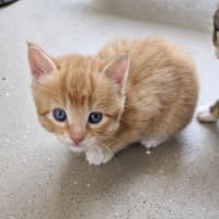 Photo of C1337 Robin