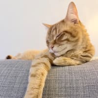 Photo of Alroy