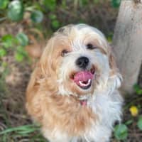 Photo of Puppy