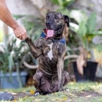 Photo of Jaxx