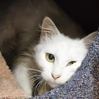 Photo of Willow