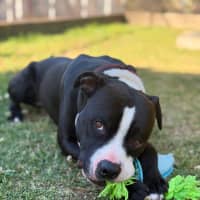 Photo of Loki