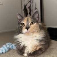 Photo of Hazel