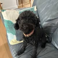 Photo of Smudge   8yom Mini Poodle, Male (On Trial 18/4/25)