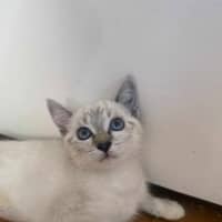 Photo of Sweet Pea