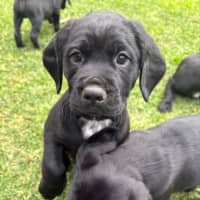 Photo of Sadies Litter