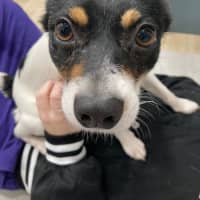 Photo of Pepsi