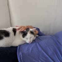 Photo of Pimpi