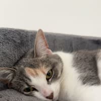 Photo of Possum