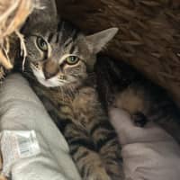 Photo of Cornelius