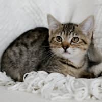 Photo of Fitz
