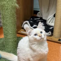 Photo of Boo
