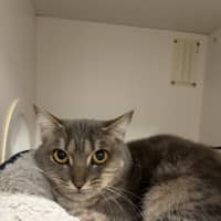 Photo of Sapphire