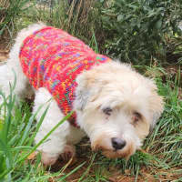 Photo of Benny