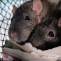 Photo of Ratticus 