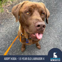 Photo of Koda   1.5 Year Old Labrador X
