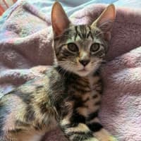 Photo of June Bug
